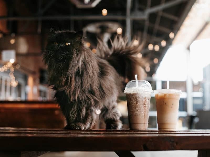 Persian cat in a cafe