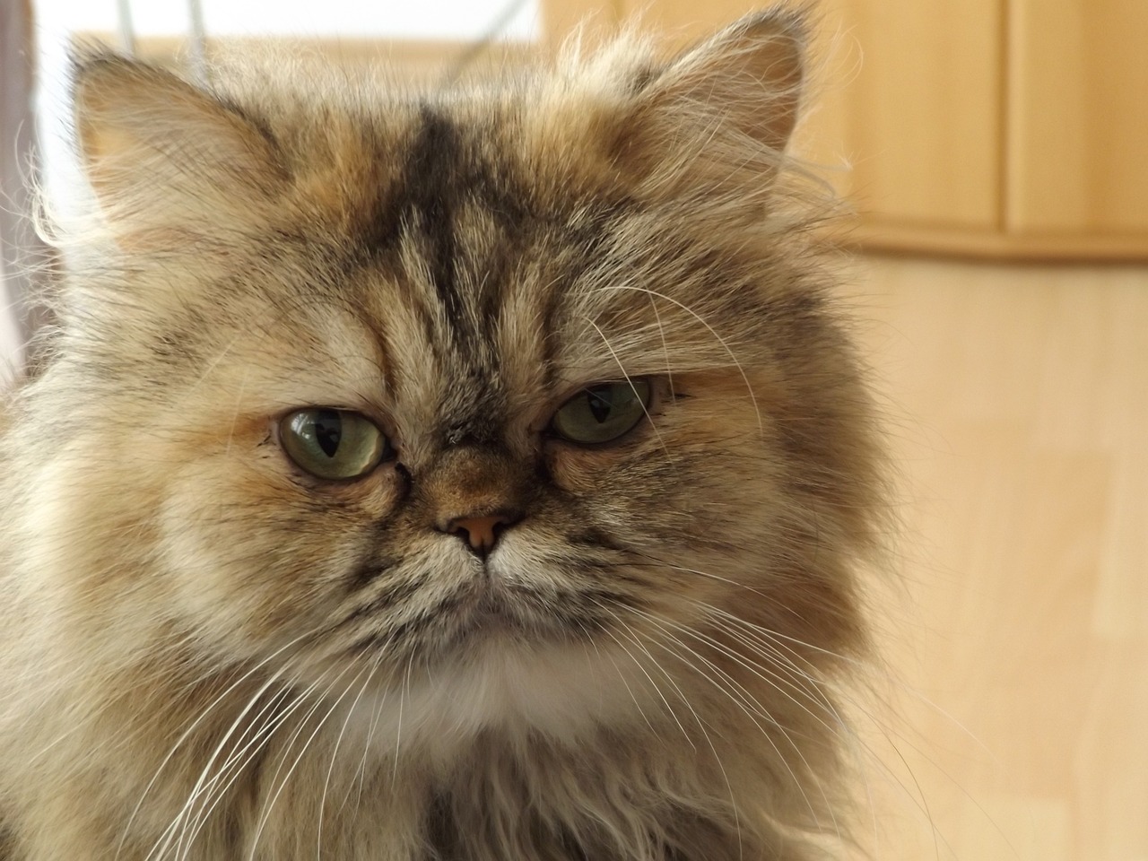 Persian cat looking at the camera