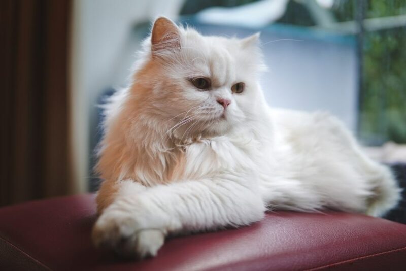 Persian cat looking out the window_Shutterstock_NTP_RASTA
