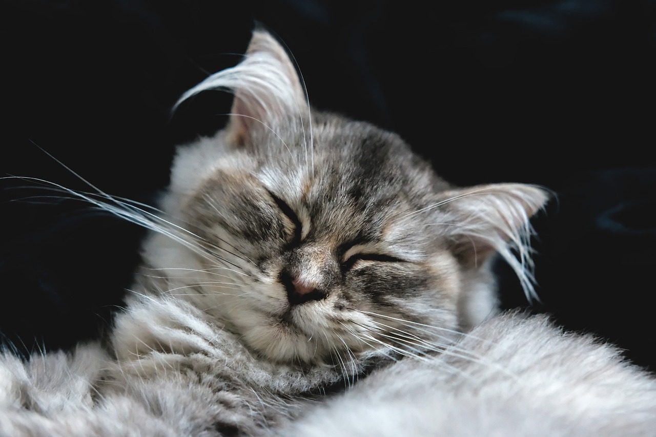 Persian cat with eyes closed