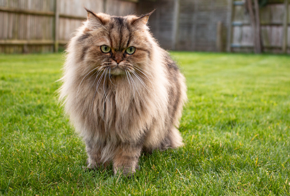 Persian golden chinchilla cat in a grassy garden outdoors