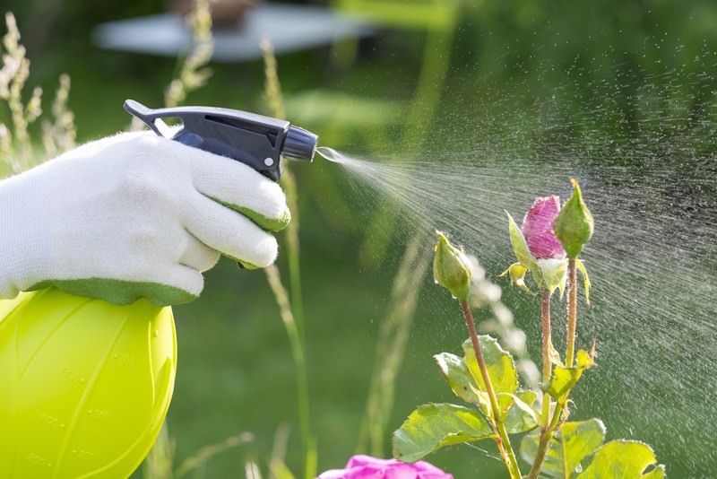 Person spraying flowering plant