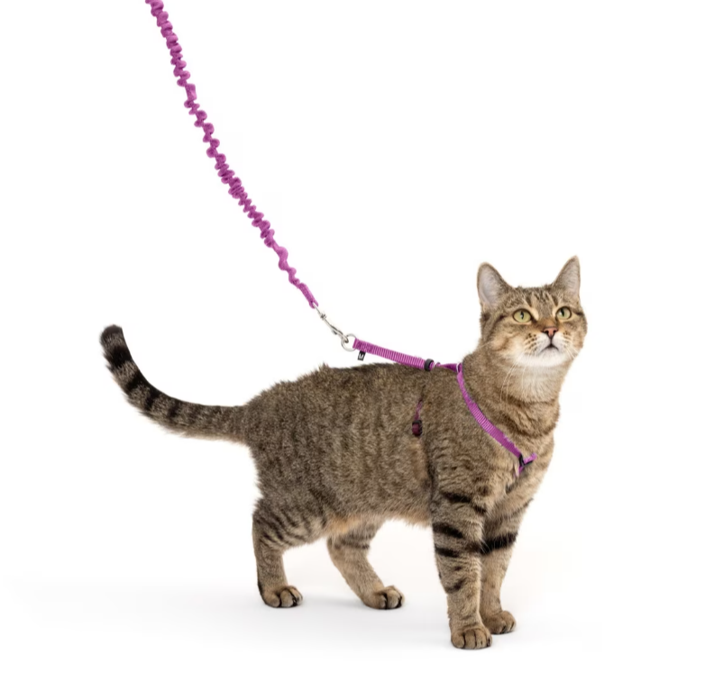 PetSafe Come With Me Kitty Nylon Ca