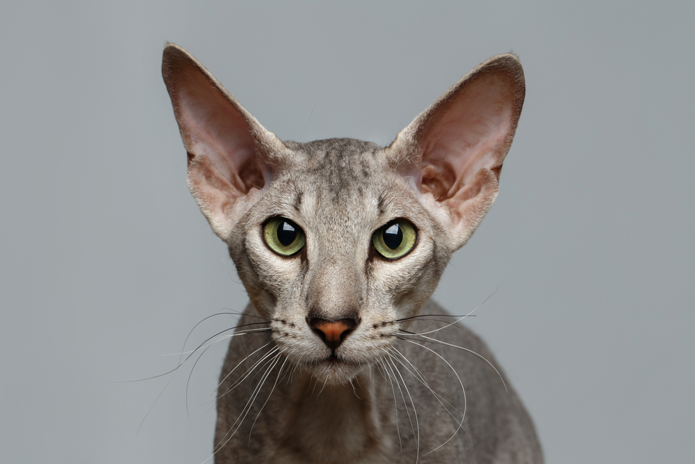 Peterbald Sphynx Cat