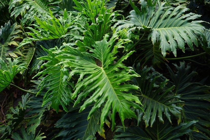 Philodendron plant