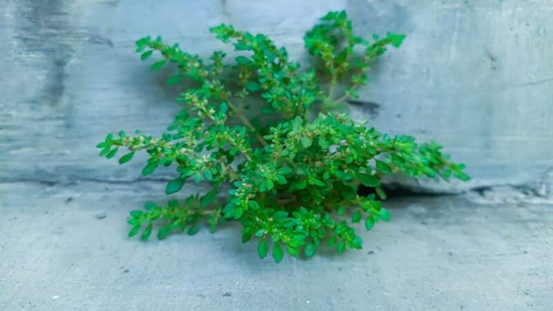 Pilea Microphylla plant