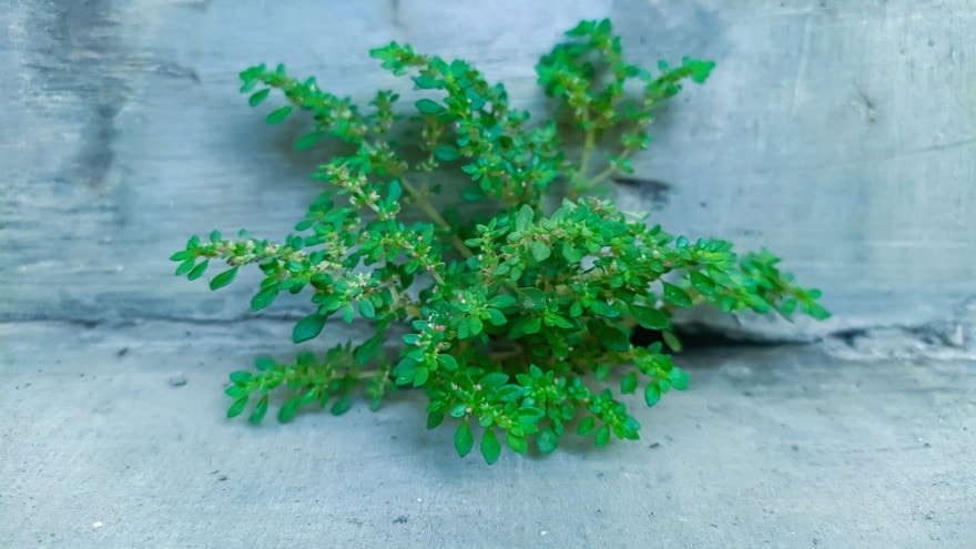 Pilea Microphylla plant