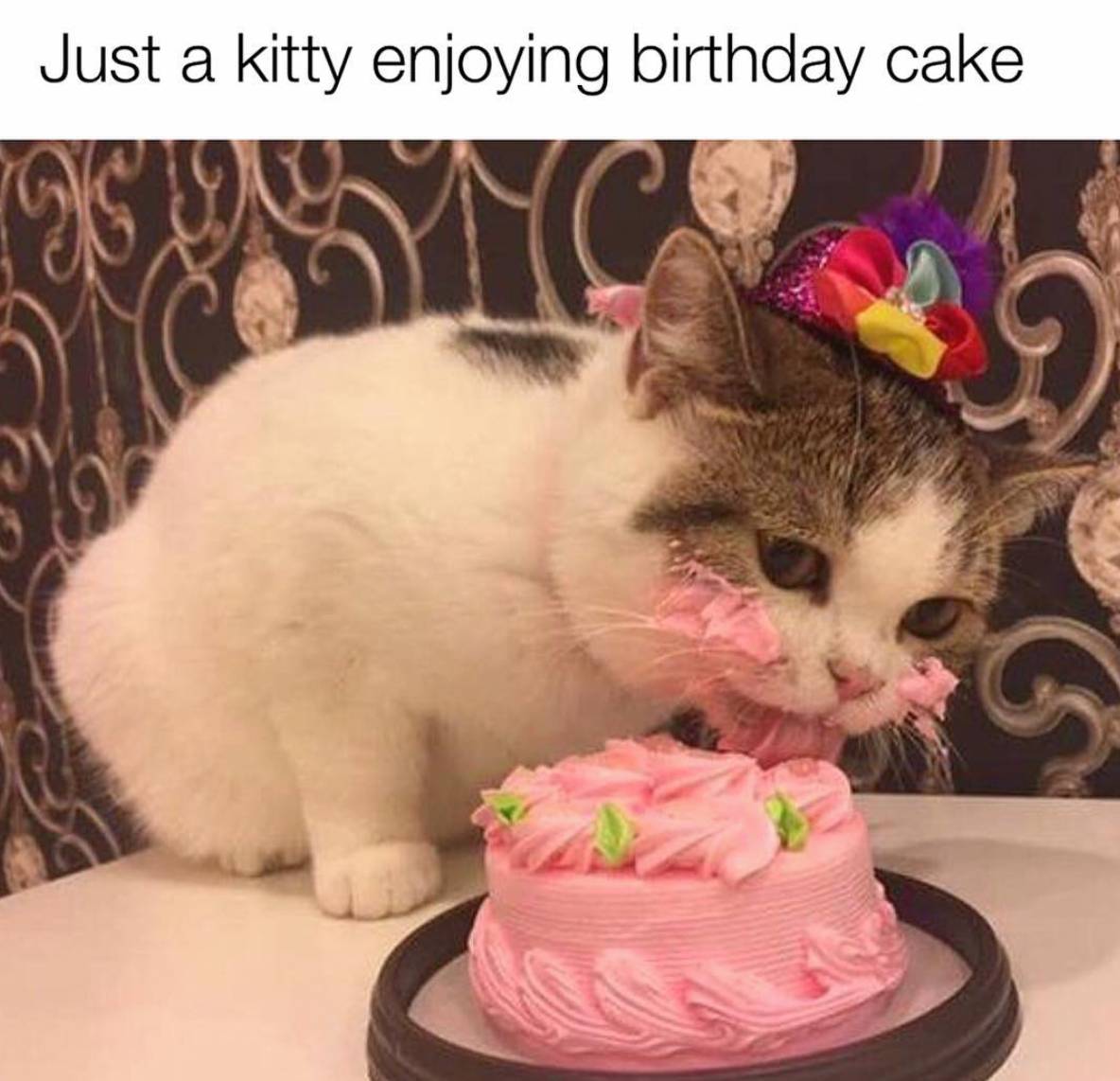 Pink Frosting Kitten