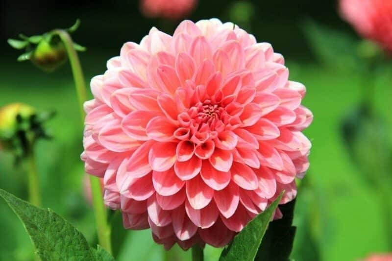 Pink dahlia flower close up shot