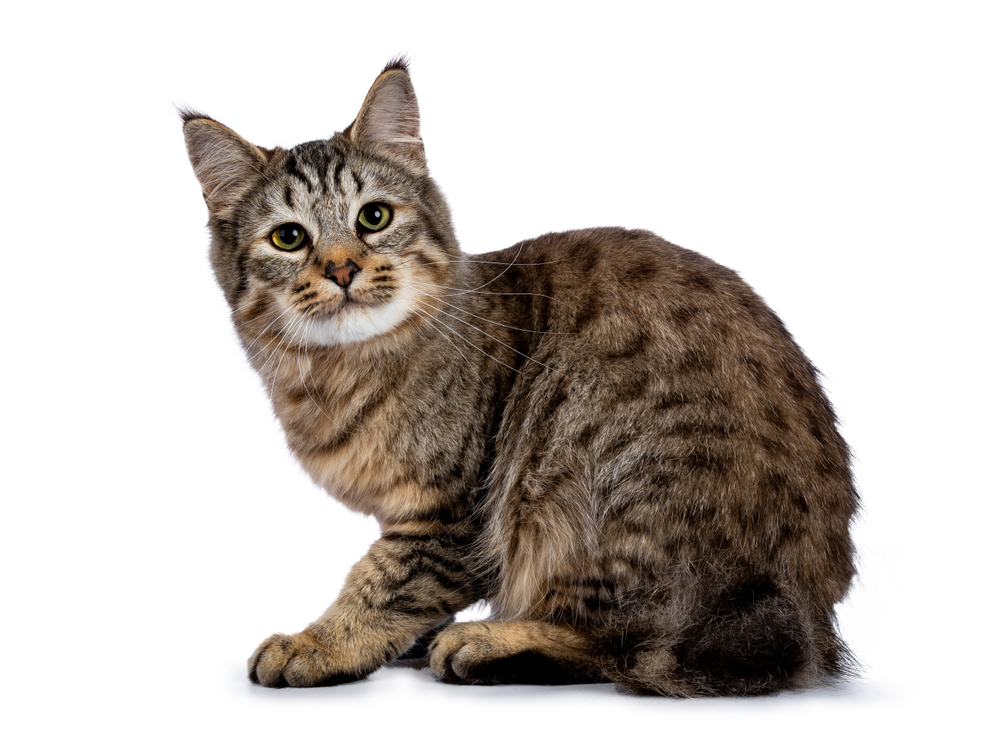 Pixie-Bob Cat sitting in a white background