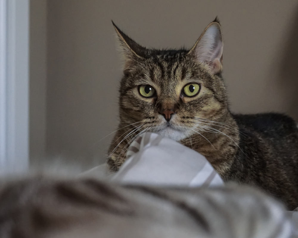 Pixiebob cat with yellow eyes laying on a bed looking at the camera