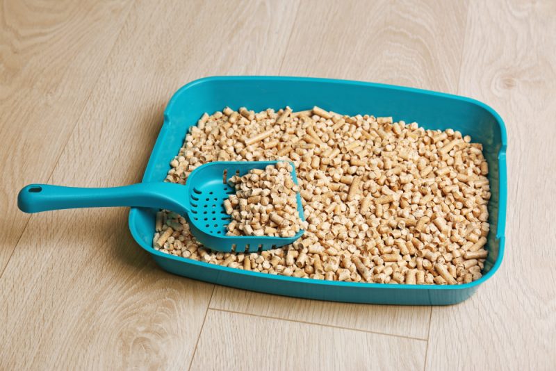 Plastic cat litter box with filler and scoop on floor