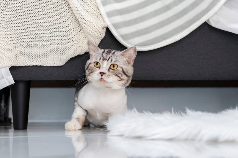 Playful fluffy cat crawling under a couch in living room