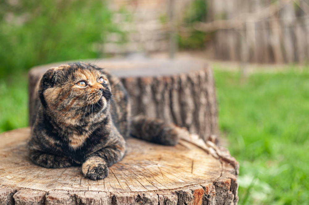 Pointed Scottish Fold