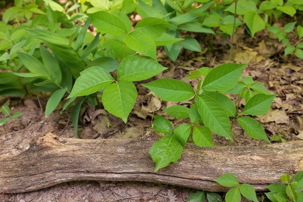 Poison Ivy Plants