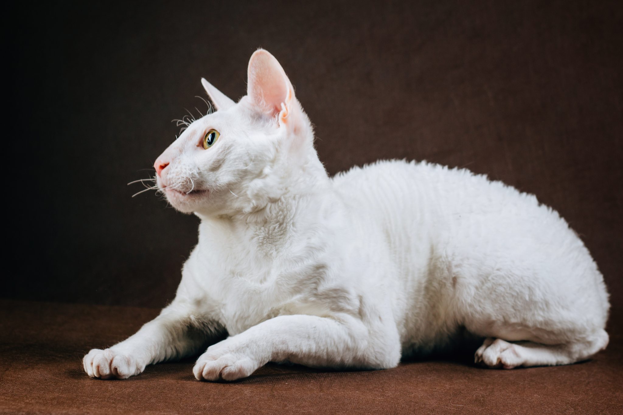 Portrait of Cornish Rex Cat on Brown Background