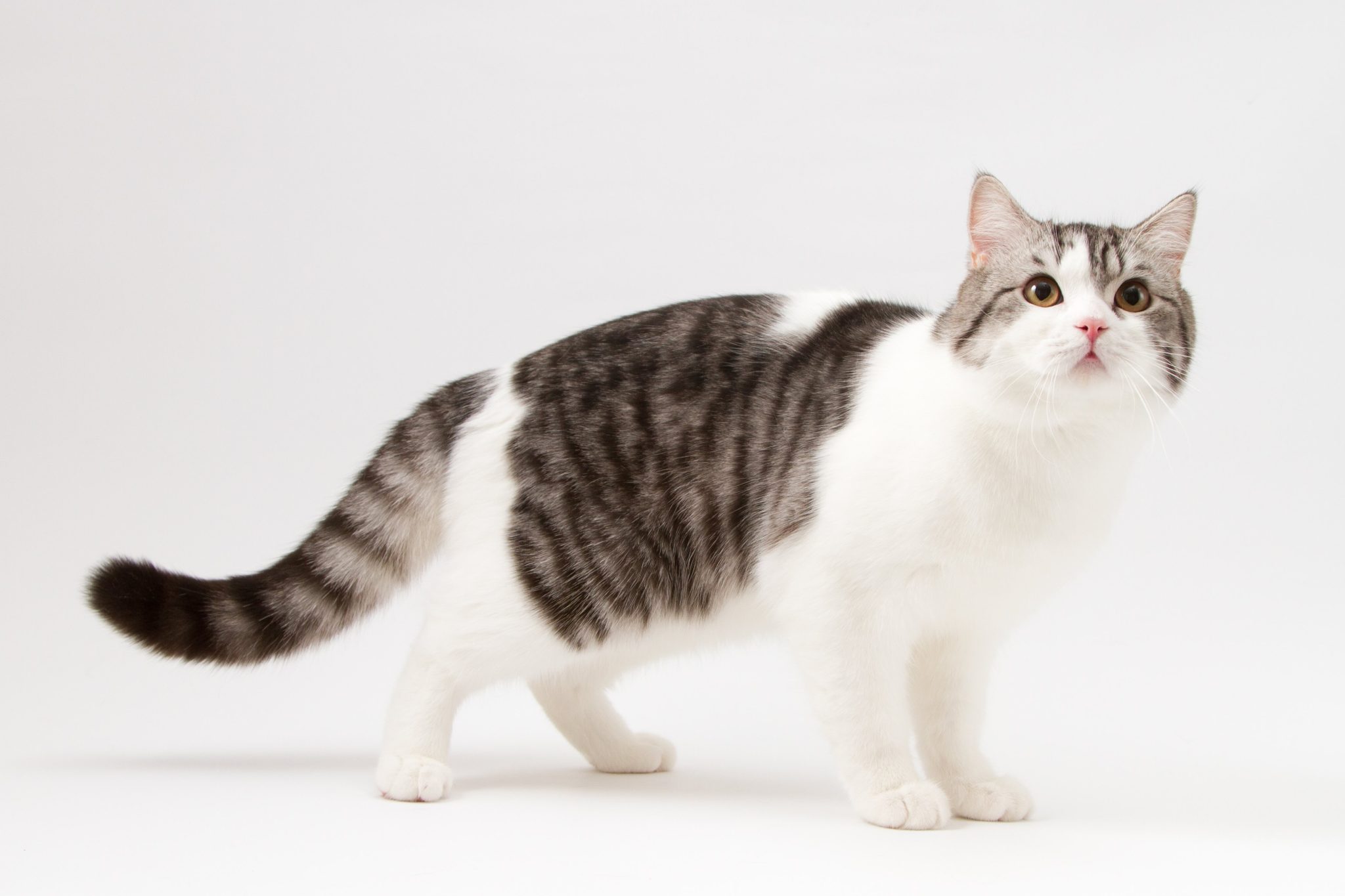 Portrait of Scottish Straight cat bi-color spotted staying four legs against a white background