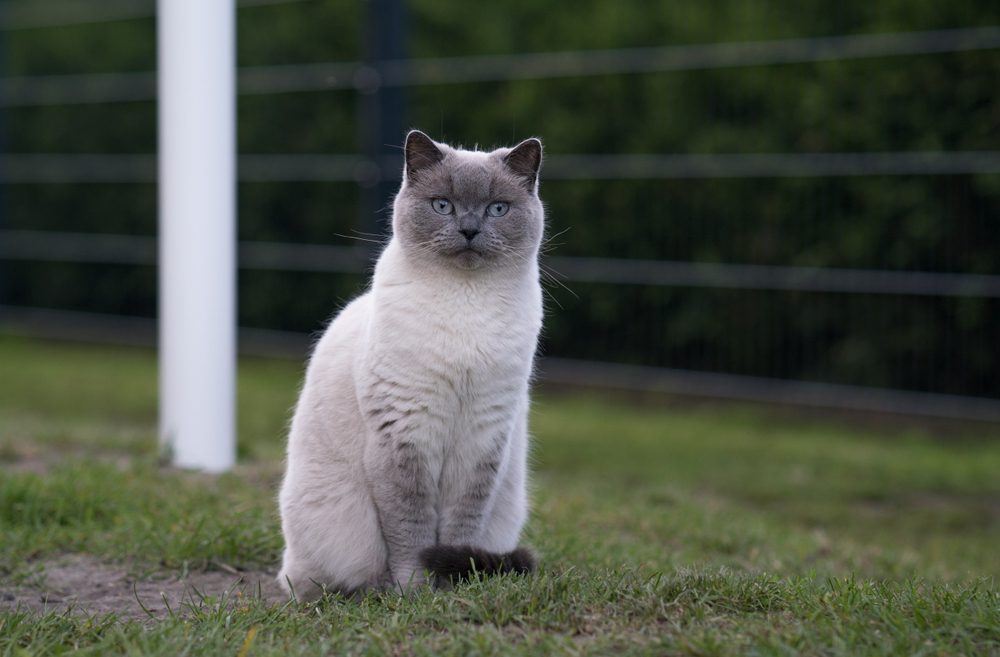 Portrait of a balinese cat