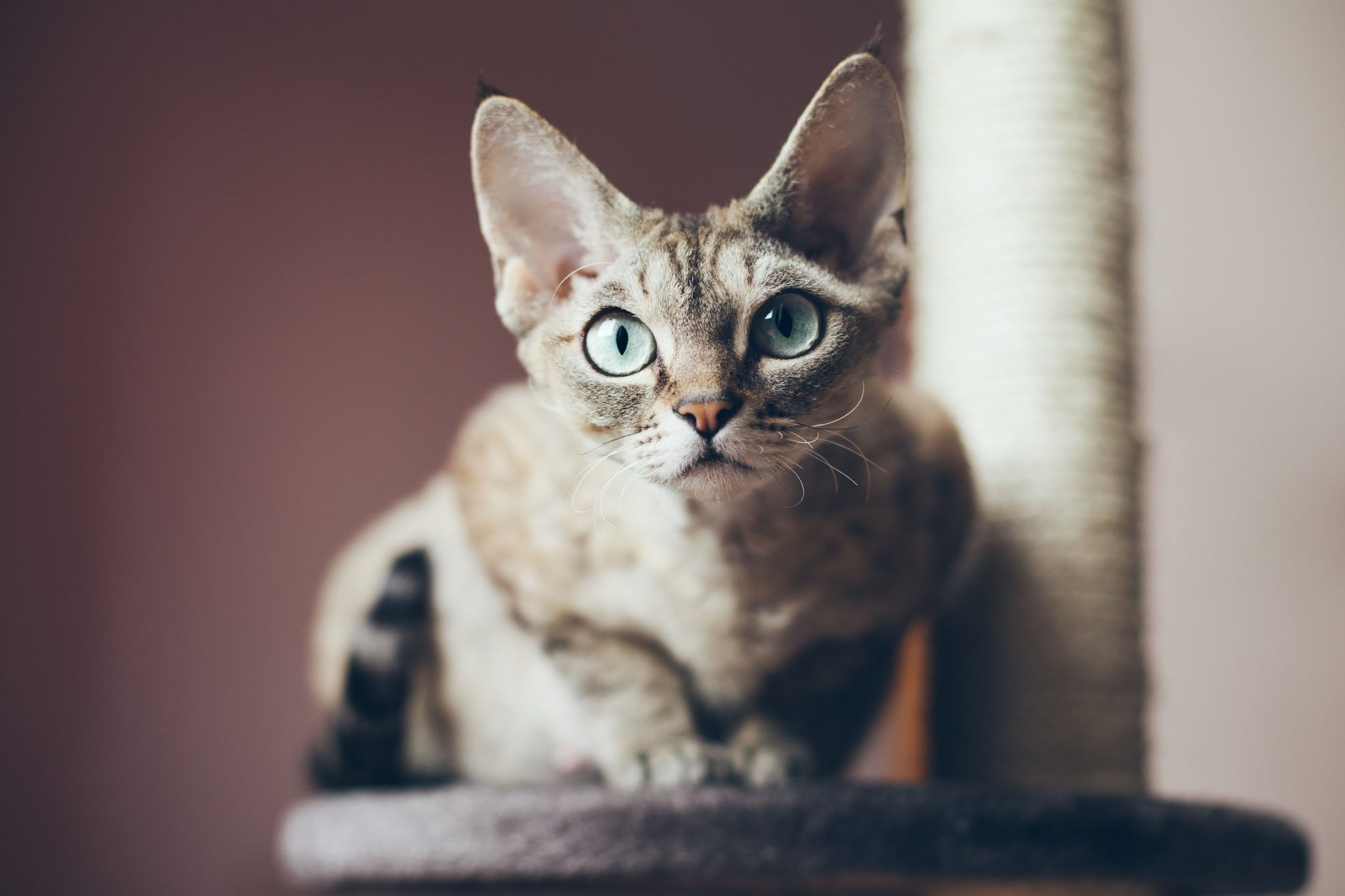 Portrait of a beautiful Devon Rex cat looking at the camera, natural light shoot, nice shadows. Cat uses scratching post