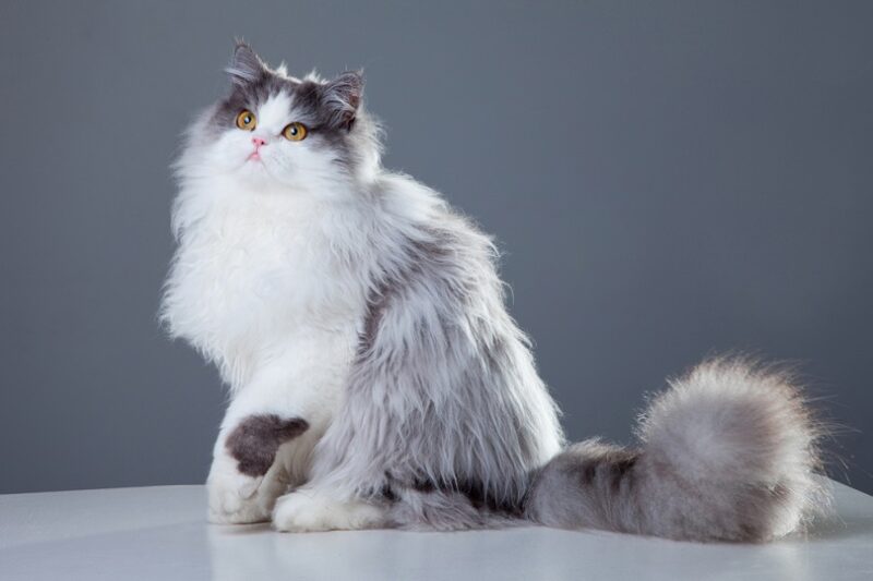 Portrait of a beautiful persian cat