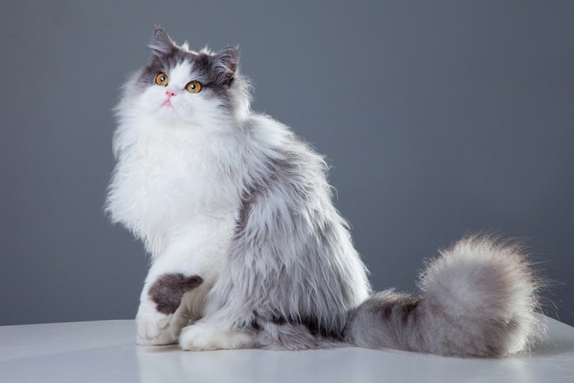 Cat With Fluffy Tail Line And Solid Icon Domestic Animals Concept