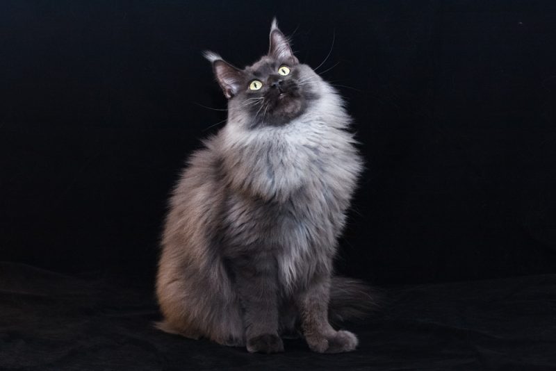Portrait of a blue smoked sitting Maine Coon cat on black background