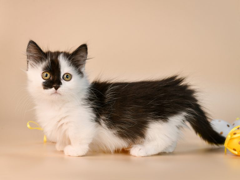 Black & White (Tuxedo) Munchkin Cat Breed: Info, Pictures, Origin