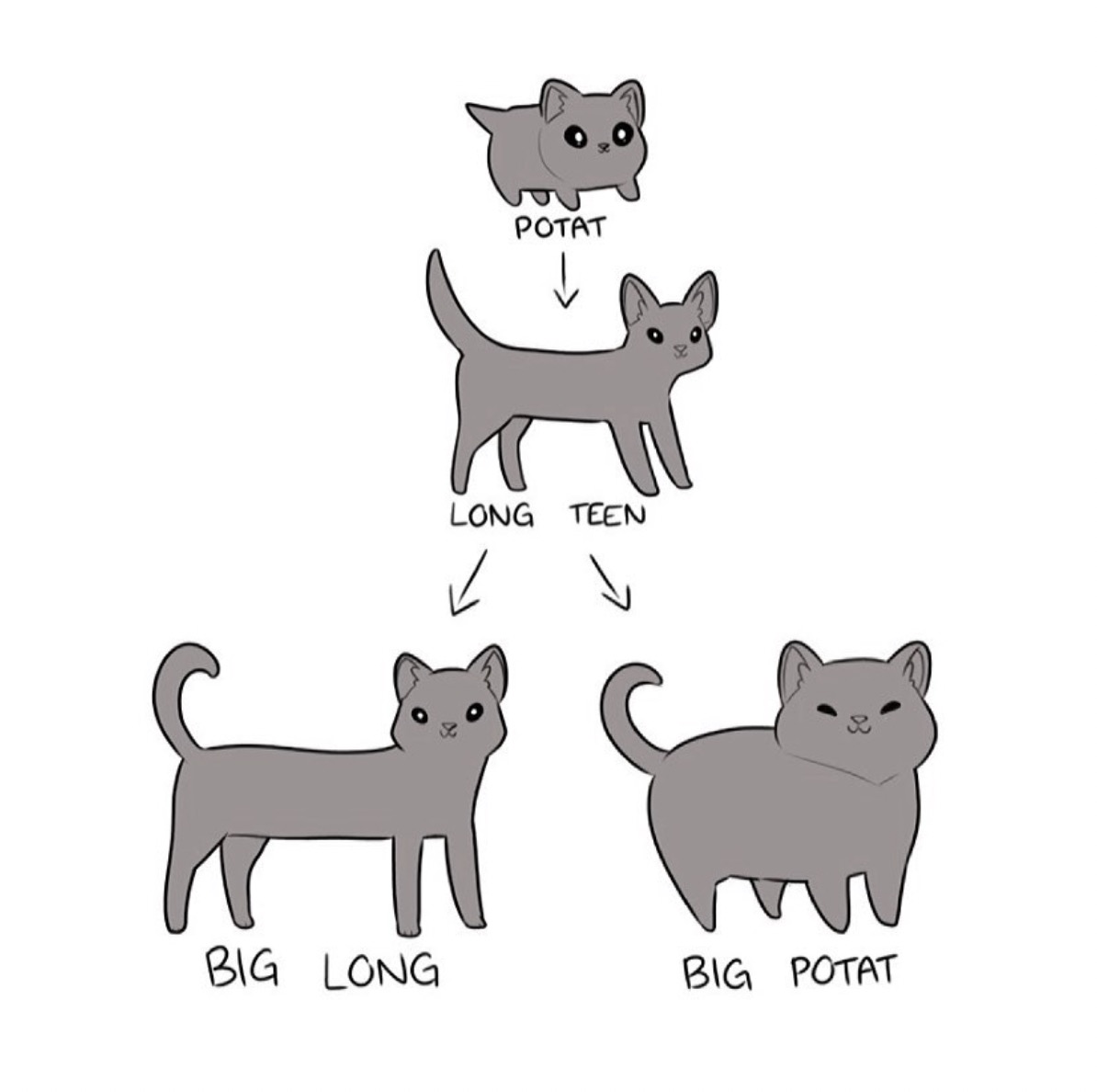 Potat