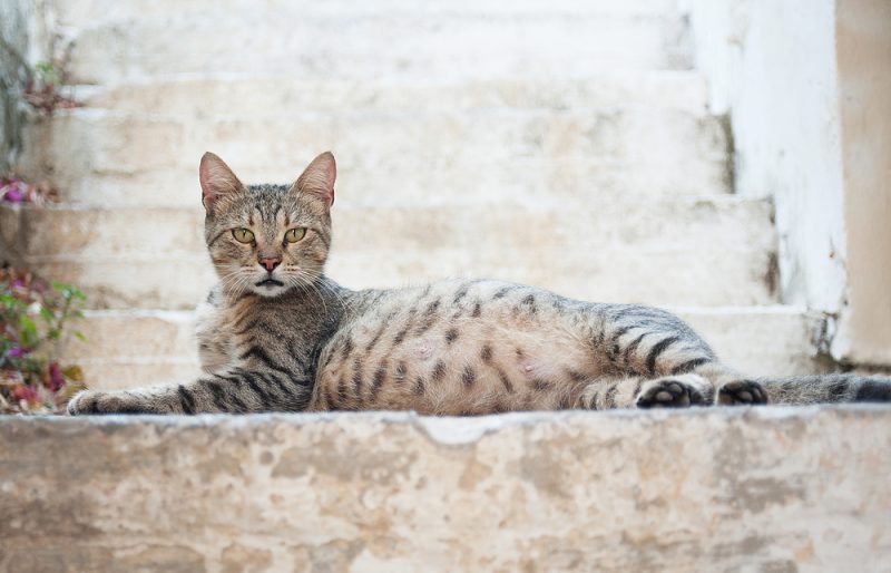 Pregnant cat laying on a staircase