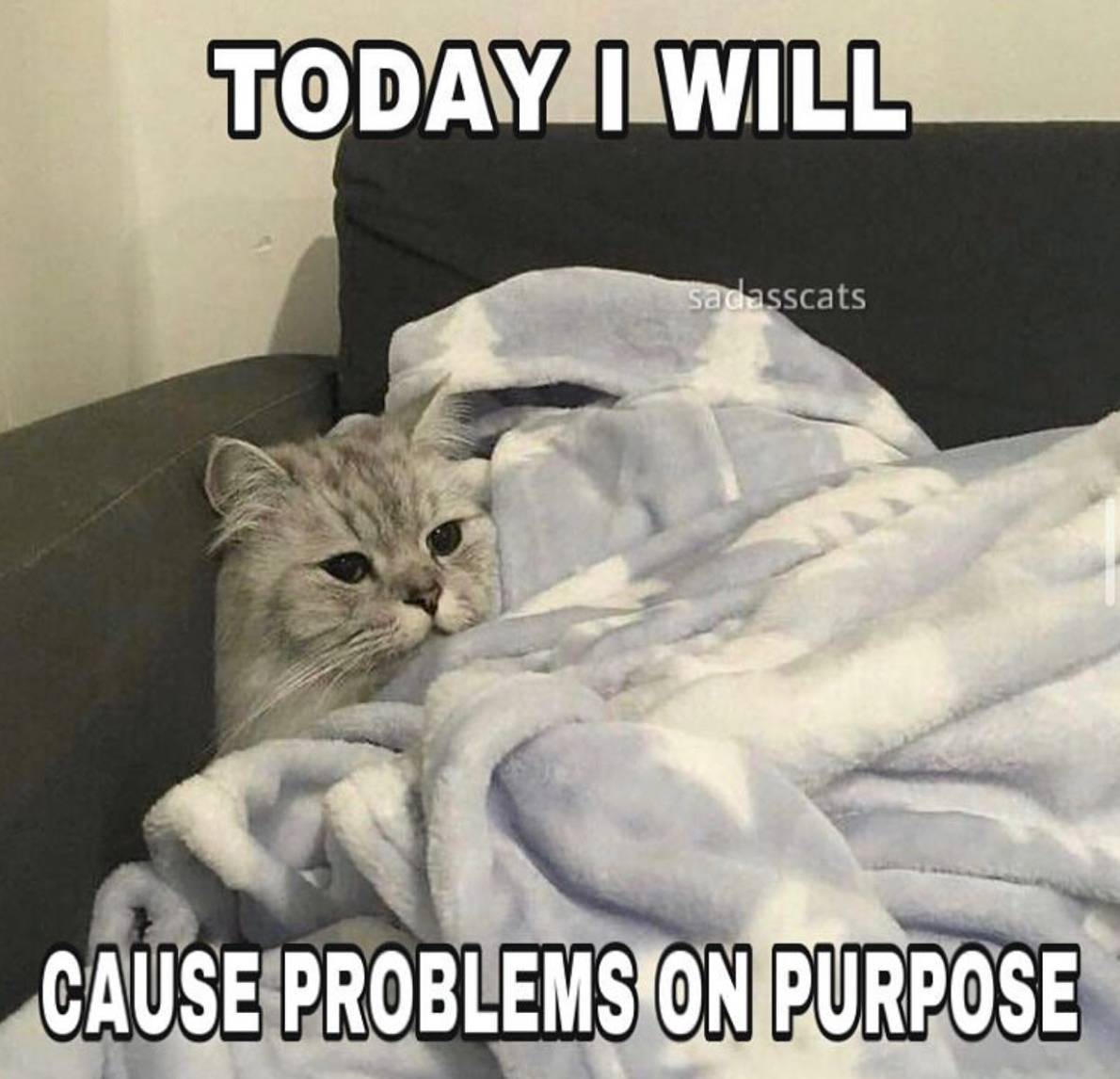 Problem Cat