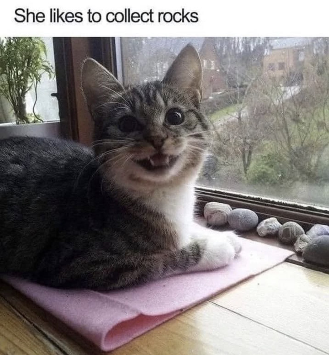 Pure Joy