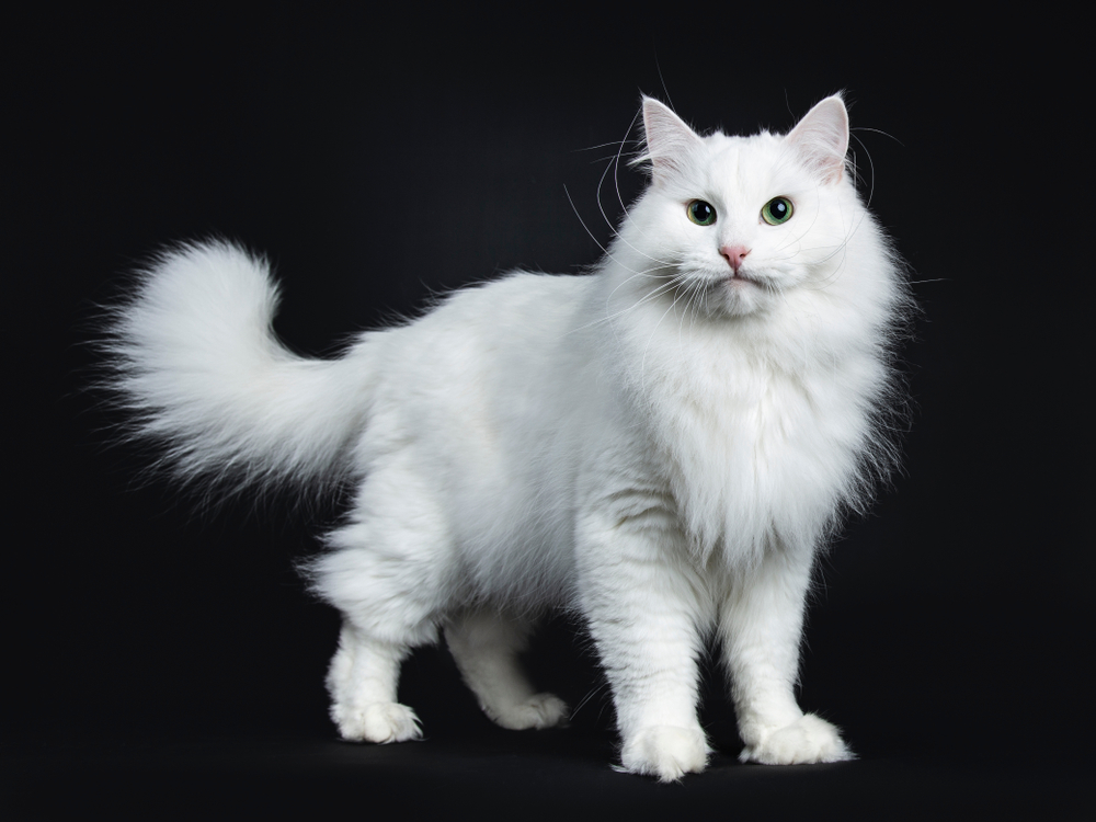 Pure white siberian cat