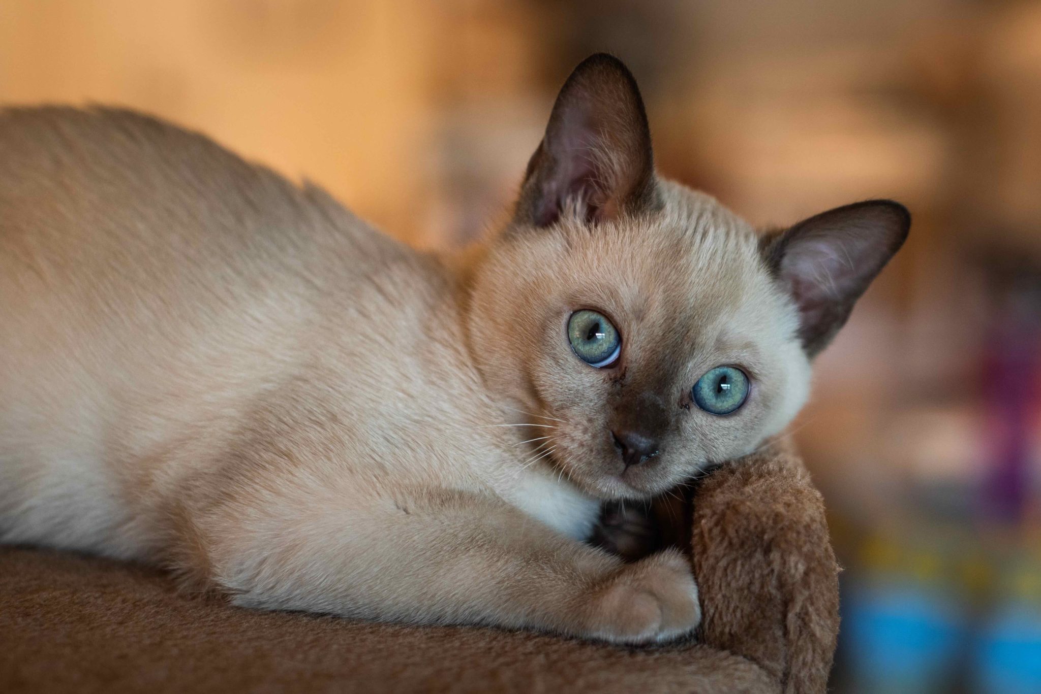 Purebred Tonkinese kitten with aquamarine eyes.