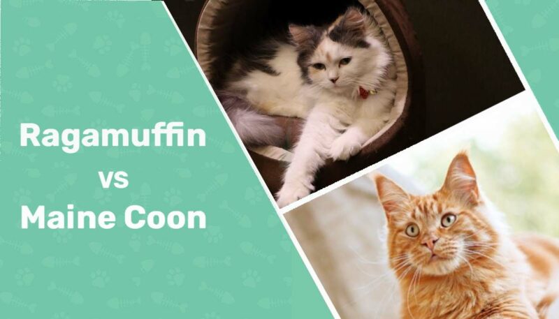 Ragamuffin Cat vs Maine Coon