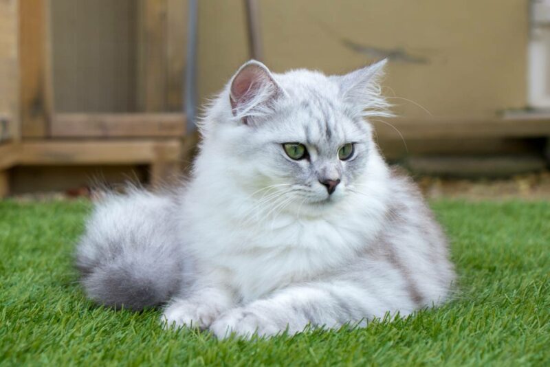 Ragdoll British Shorthair