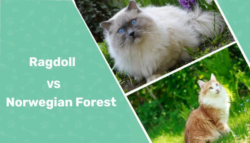 Ragdoll Cat and Norwegian Forest Cats