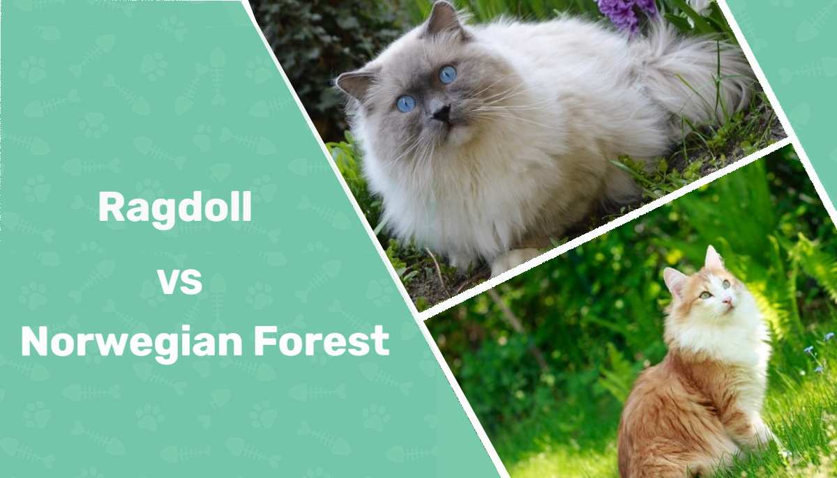 Ragdoll Cat and Norwegian Forest Cats