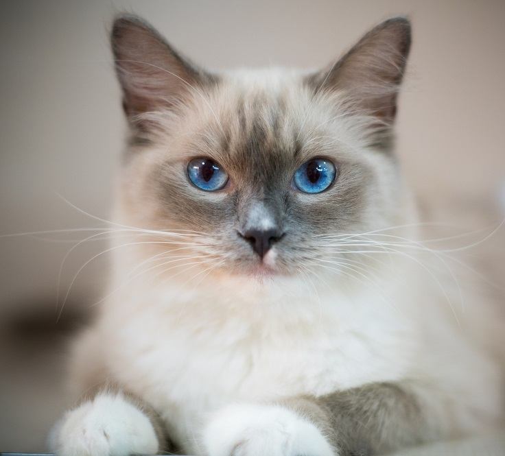 Ragdoll Cat