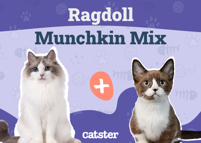 Ragdoll Munchkin Cat Mix