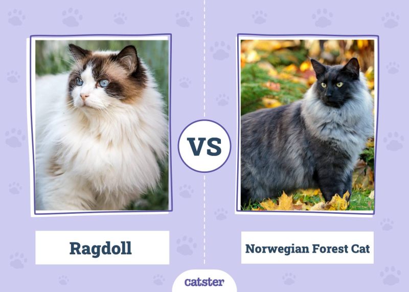Ragdoll VS Norwegian Forest Cat