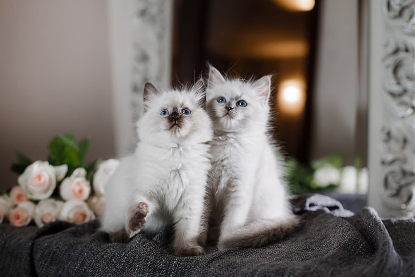 Ragdoll blue point little kitten in a studio