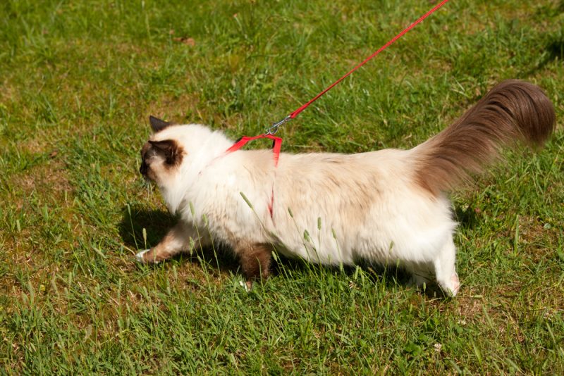 Ragdoll cat walking on a leash in the garden