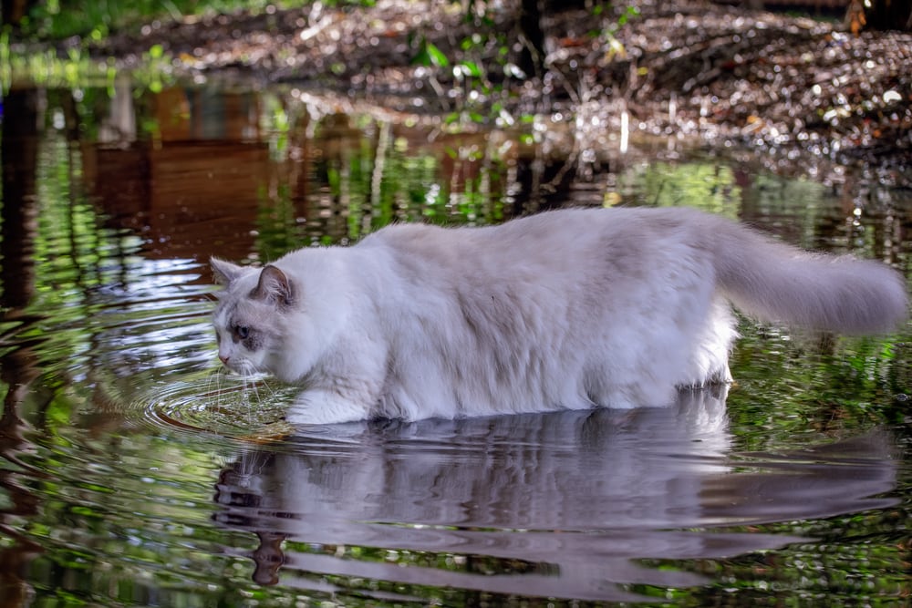 Ragdoll cat walking through water