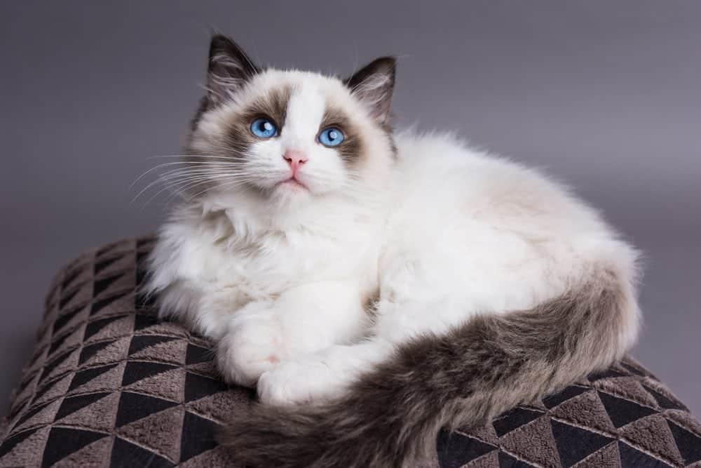 Ragdoll cat