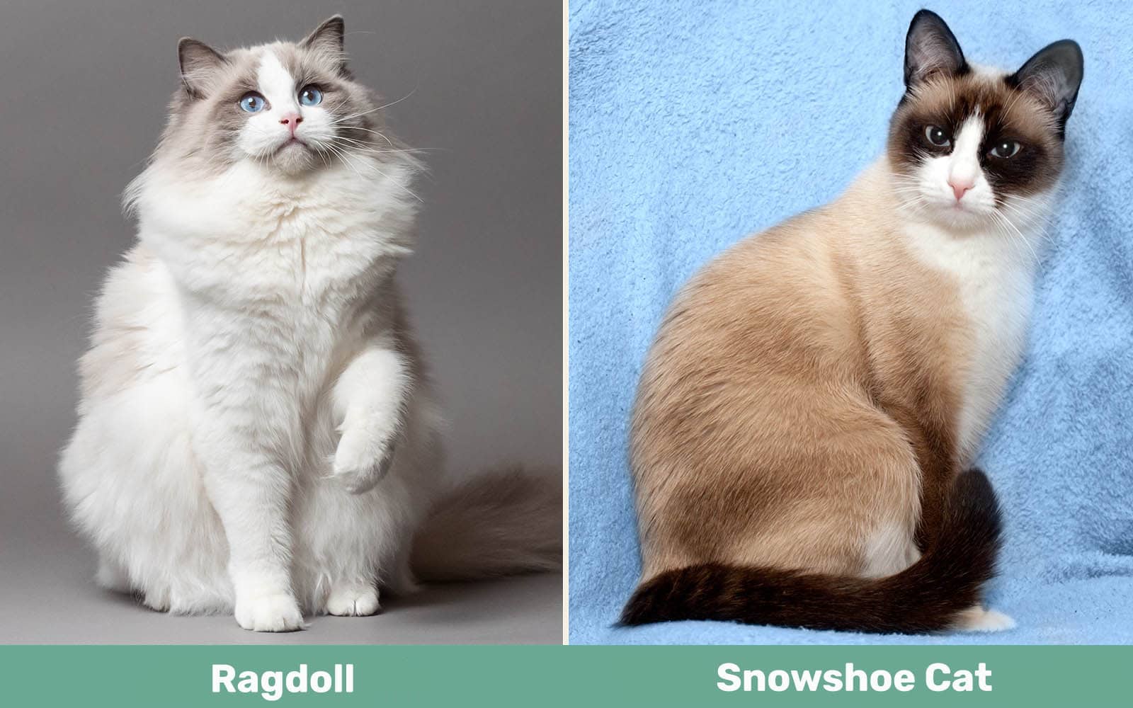 Ragdoll vs Snowshoe Cat side by side