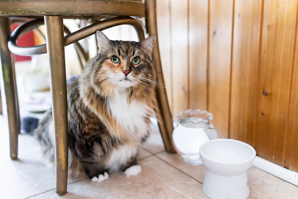 Raised Cat Bowl