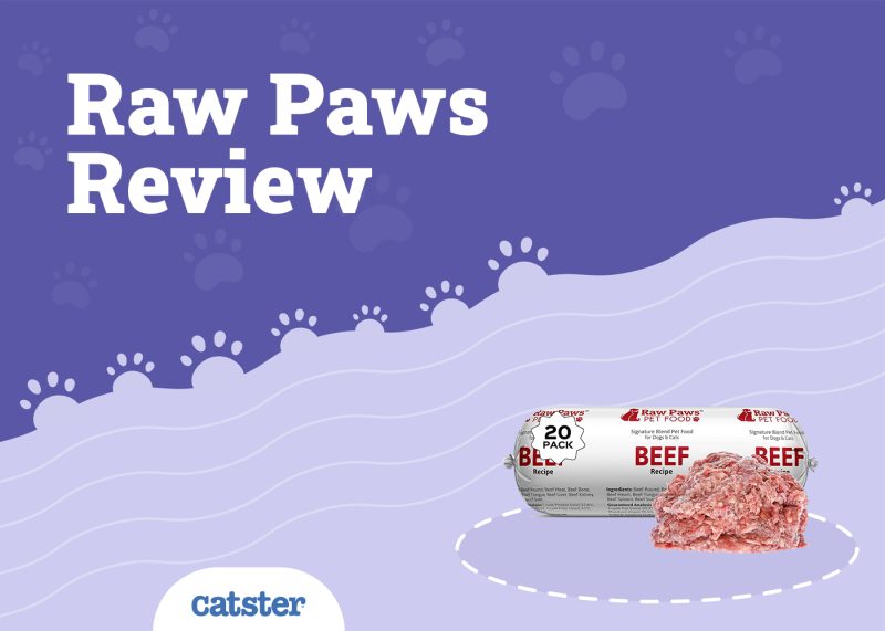 Raw Paws Cat Food Review