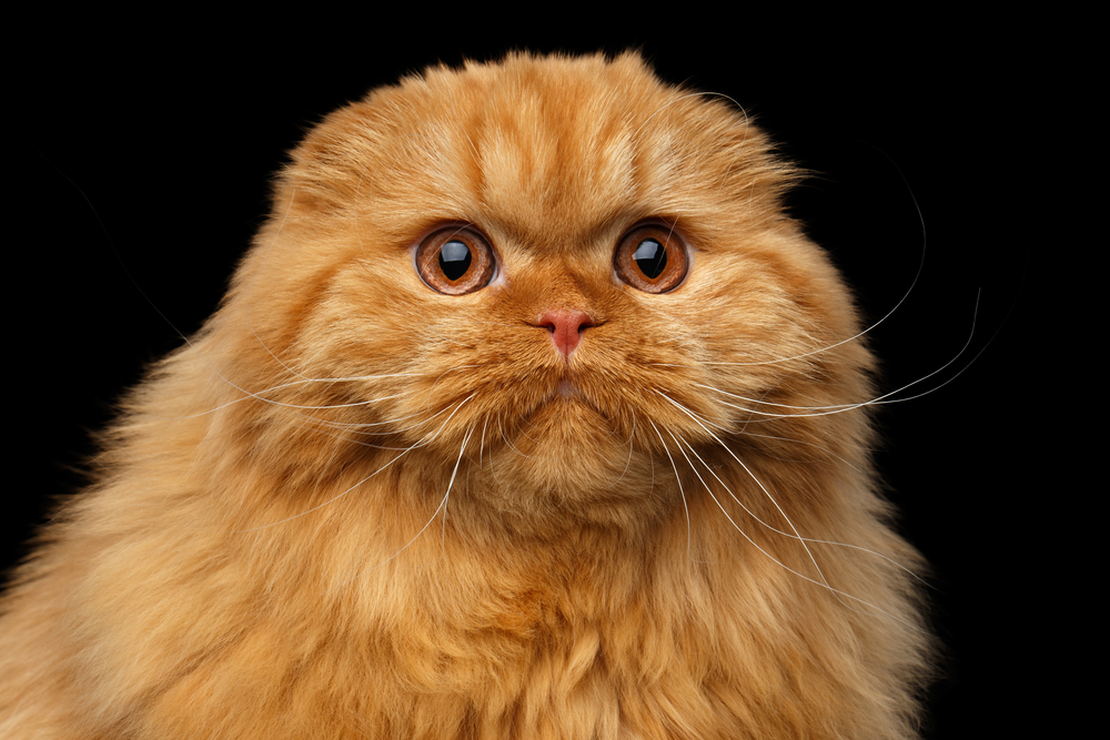 Red Scottish Fold