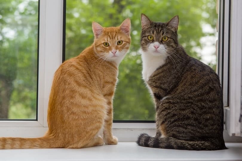 Red and grey cat sitting on the window sill