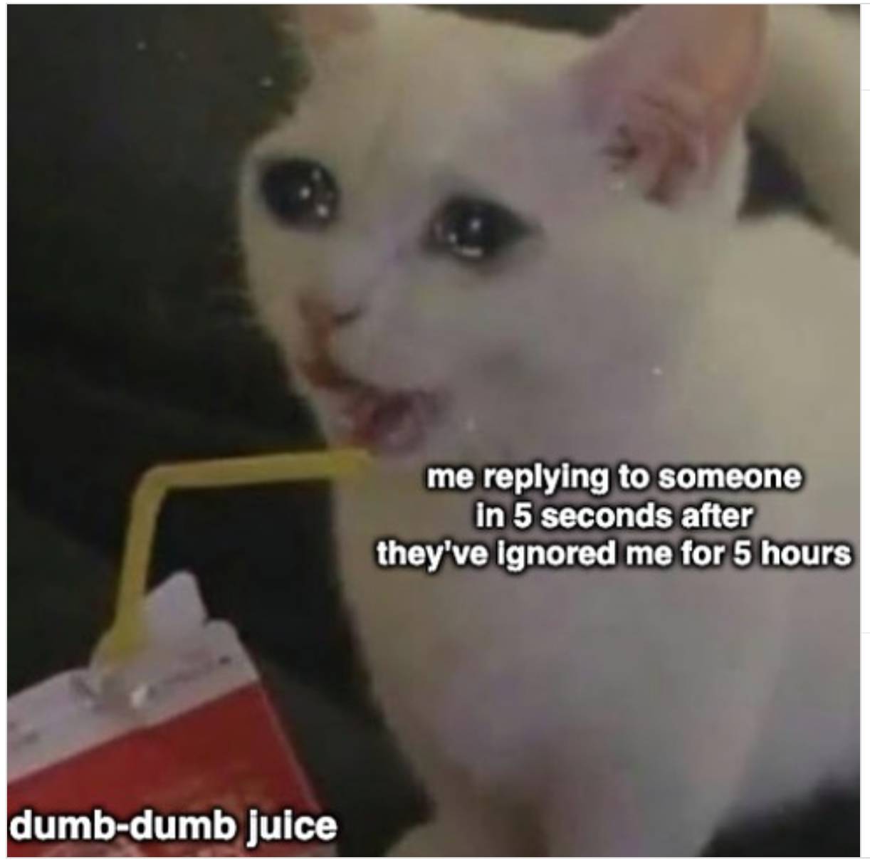 Regretful Kitty